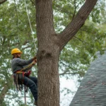 5 Questions to Ask Before Hiring a Tree Service in Hilton, NY