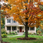 Healthy mature Sugar Maple and native shade trees in a Hilton NY residential landscape with proper mulch rings