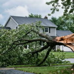 Large mature tree showing severe trunk split and fractured limbs across a residential lawn following a storm in Upstate New York.