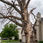 Hazardous dead hardwood tree with brittle limbs, peeling trunk bark, and fungal bracket conks leaning near a house roofline in Hilton, NY.
