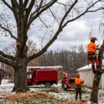 Arborist installing synthetic support cabling on a snow-dusted tree canopy in Hilton, NY to prevent winter ice storm damage